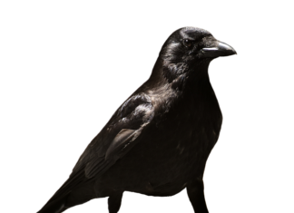 Czy obniżenie etatu na pewno chroni Cię przed zwolnieniem?